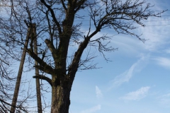 2019-02-10 Złota kapliczka nr6 (7)