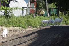 2012-07-22 Inowłódz - Ruiny zamku (50)