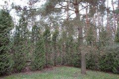 2019-12-29 Łęgonice Nowe - cmentarz (11)