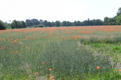 2012-06-30 Nieborów - pałac Radziwiłłów (47)