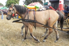 2012-08-16 Sadkowice - dożynki (82)