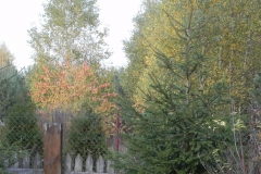 2012-10-27 Tkaczewska Góra - Synowcówka (119)