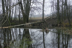 Galeria zdjęć Sochowej Zagrody - podwórko i przyroda (94)