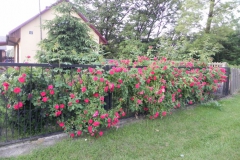 Galeria zdjęć Sochowej Zagrody - podwórko i przyroda (101)