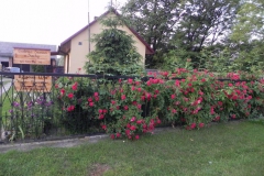 Galeria zdjęć Sochowej Zagrody - podwórko i przyroda (102)