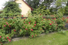 Galeria zdjęć Sochowej Zagrody - podwórko i przyroda (98)