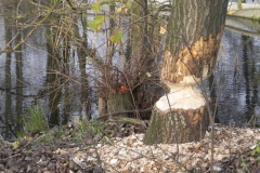 Galeria zdjęć Sochowej Zagrody - podwórko i przyroda (210)