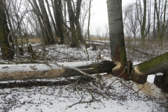 Galeria zdjęć Sochowej Zagrody - podwórko i przyroda (83)