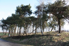 2019-03-10 Annów - cm ewang (3)