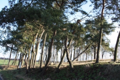 2019-03-10 Annów - cm ewang (5)