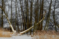 Galeria zdjęć Sochowej Zagrody - podwórko i przyroda (44)