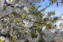2018-04-15 Wiosna w Sochowej Zagrodzie (21)