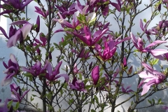 2018-04-15 Wiosna w Sochowej Zagrodzie (27)