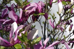 2018-04-15 Wiosna w Sochowej Zagrodzie (29)