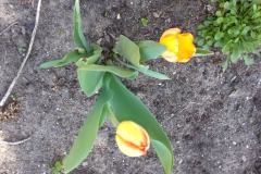 2018-04-15 Wiosna w Sochowej Zagrodzie (33)