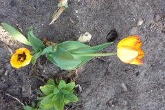 2018-04-15 Wiosna w Sochowej Zagrodzie (34)