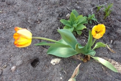 2018-04-15 Wiosna w Sochowej Zagrodzie (35)