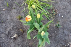 2018-04-15 Wiosna w Sochowej Zagrodzie (36)