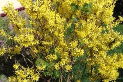 2018-04-15 Wiosna w Sochowej Zagrodzie (38)