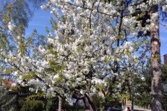 2018-04-15 Wiosna w Sochowej Zagrodzie (42)
