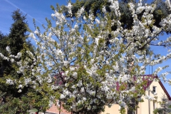 2018-04-15 Wiosna w Sochowej Zagrodzie (43)