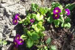 2018-04-15 Wiosna w Sochowej Zagrodzie (44)