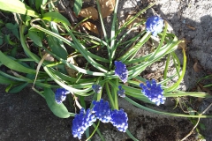 2018-04-15 Wiosna w Sochowej Zagrodzie (45)