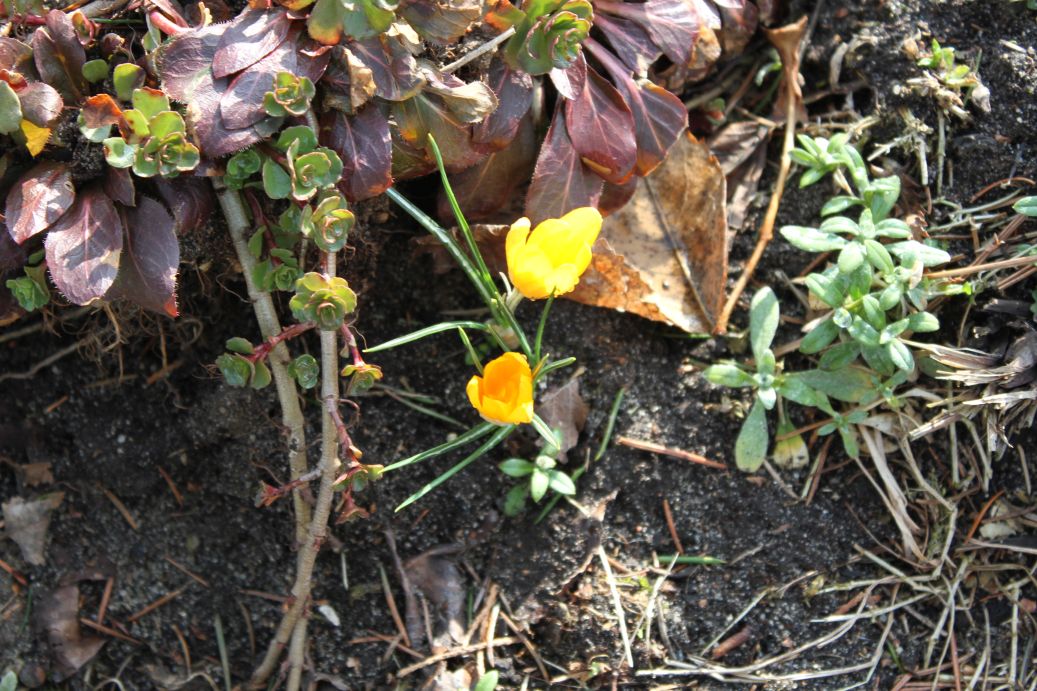 2019-03-17 Sochowa Zagroda - wiosna (21)