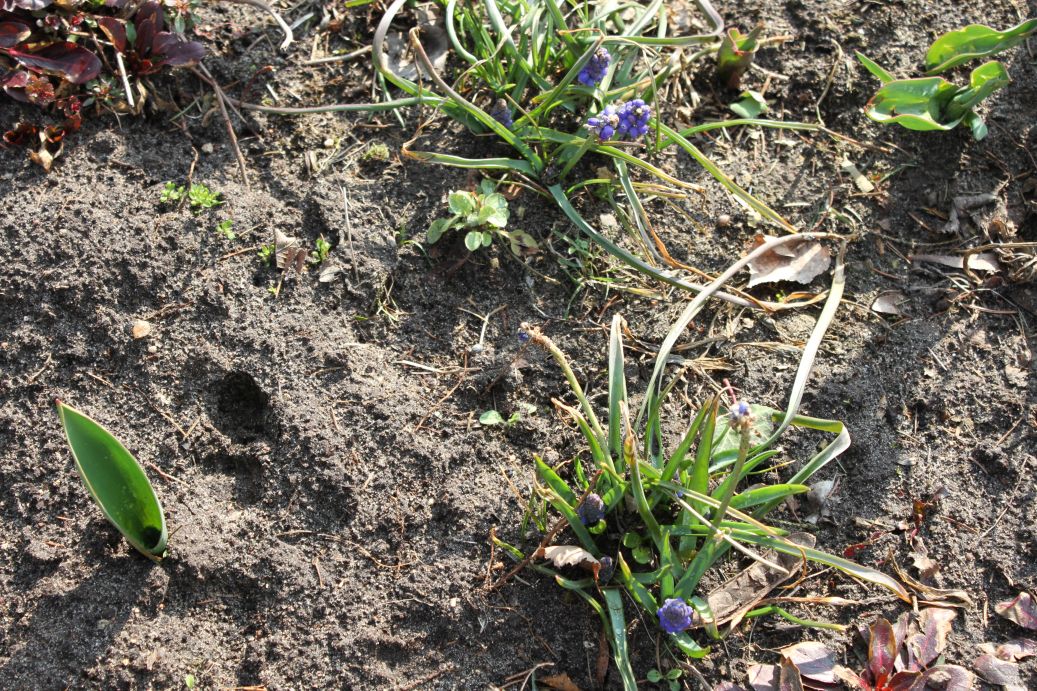 2019-03-17 Sochowa Zagroda - wiosna (22)