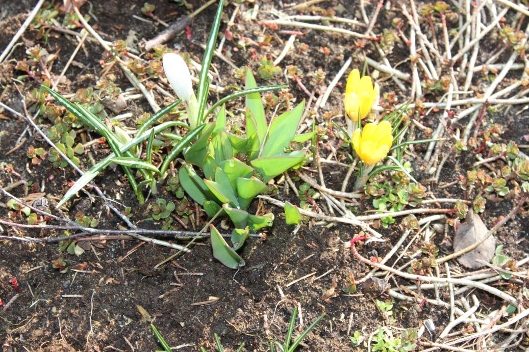 2019-03-17 Sochowa Zagroda - wiosna (24)