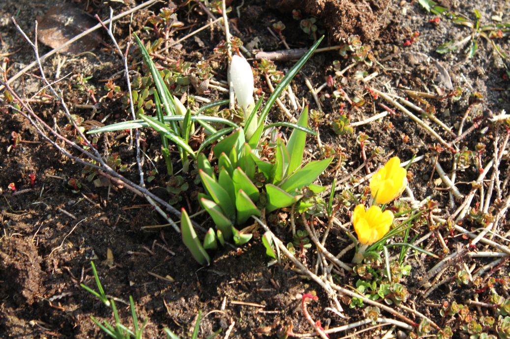 2019-03-17 Sochowa Zagroda - wiosna (25)