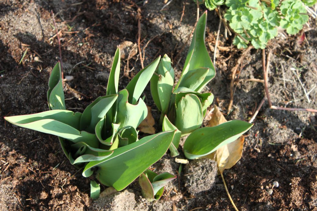 2019-03-17 Sochowa Zagroda - wiosna (29)