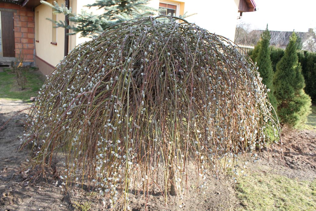 2019-03-17 Sochowa Zagroda - wiosna (31)