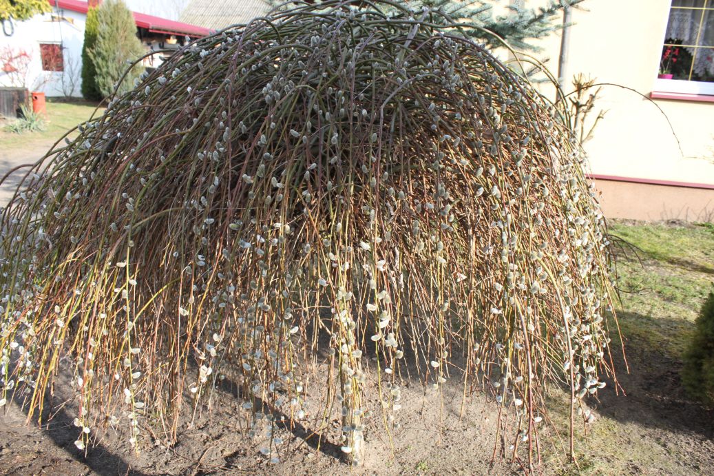 2019-03-17 Sochowa Zagroda - wiosna (33)