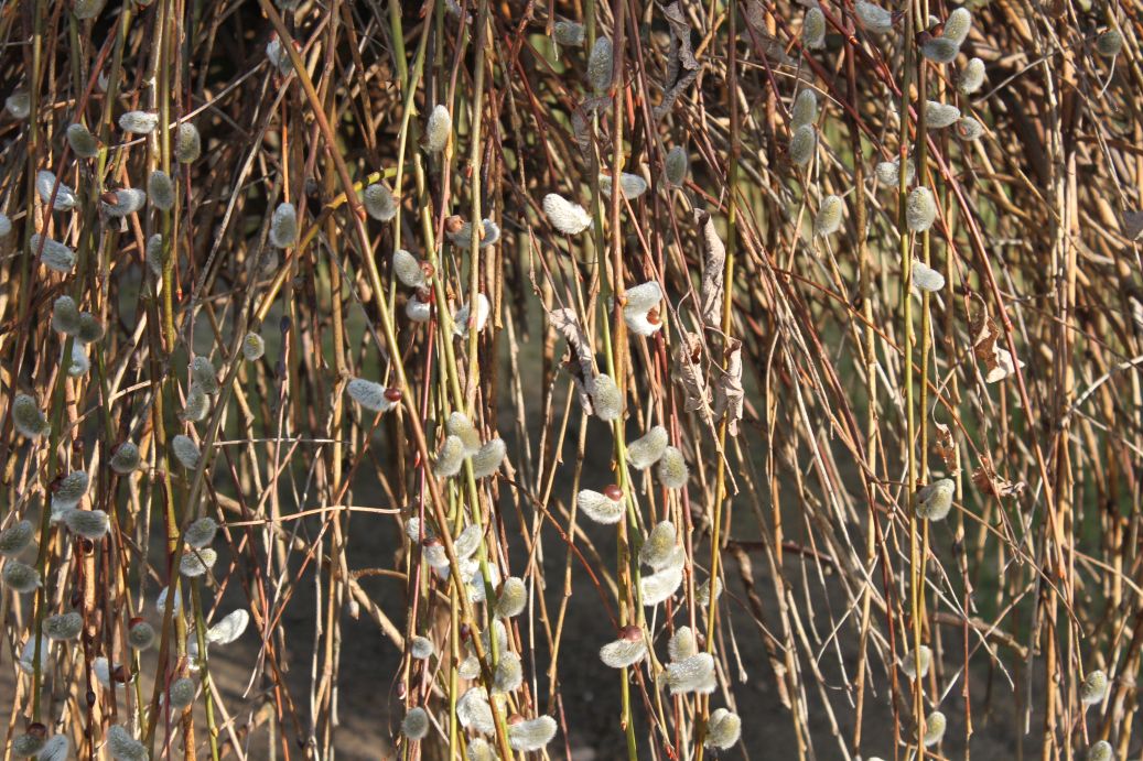 2019-03-17 Sochowa Zagroda - wiosna (34)