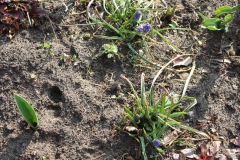 2019-03-17 Sochowa Zagroda - wiosna (22)