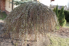 2019-03-17 Sochowa Zagroda - wiosna (32)