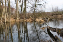 2019-03-17 Sochowa Zagroda - wiosna (48)
