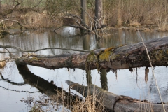 2019-03-17 Sochowa Zagroda - wiosna (50)