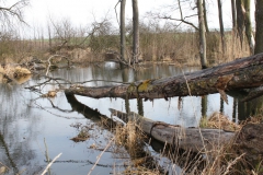 2019-03-17 Sochowa Zagroda - wiosna (51)