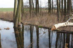 2019-03-17 Sochowa Zagroda - wiosna (54)