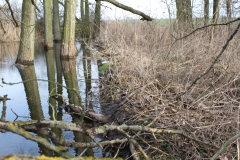2019-03-17 Sochowa Zagroda - wiosna (55)