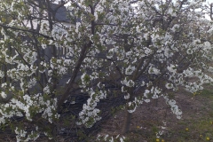 2019-04-22 Sochowa Zagroda - Wielkanoc (46)