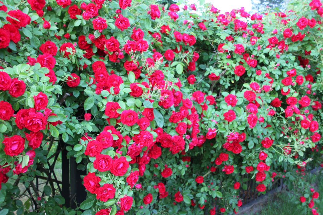 2019-06-08 Sochowa Zagroda (33)