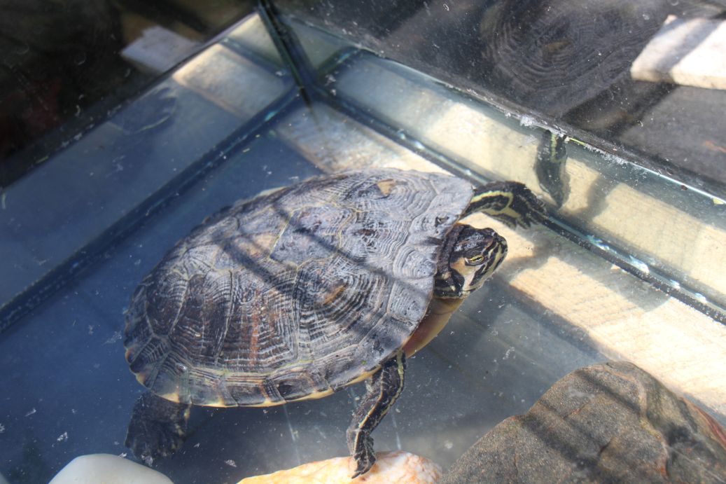 2019-06-08 Sochowa Zagroda (49)