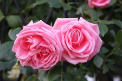 2019-06-08 Sochowa Zagroda (22)