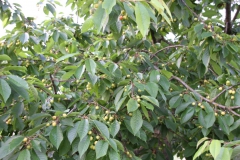 2019-06-08 Sochowa Zagroda (23)