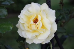 2019-06-08 Sochowa Zagroda (24)
