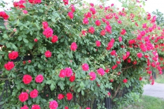 2019-06-08 Sochowa Zagroda (25)