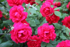2019-06-08 Sochowa Zagroda (26)